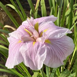 菖蒲,ショウブ,ピンクの花,北山公園,自然って美しいの画像