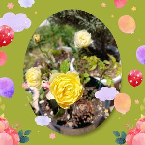 ミ二バラ,害虫駆除,うどんこ病,ばら バラ 薔薇,納豆菌の画像