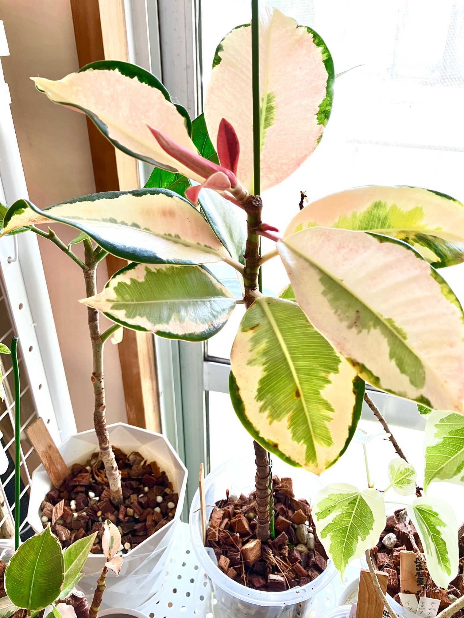 中斑アサヒからドリーミーアサヒへ…｜🍀GreenSnap（グリーンスナップ）