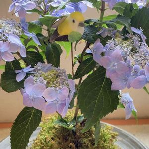 苔玉と紫陽花,苔玉仕立て,苔玉仕立ての紫陽花の画像