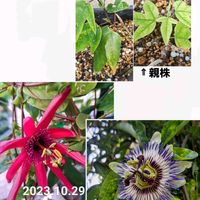トケイソウ,時計草,時計草,紅花時計草A,今日の花の画像