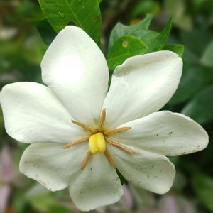クチナシ,クチナシ,いい香り,botanical life,20年以上の画像