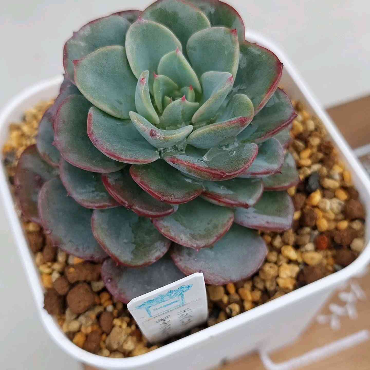 ギャラクシーブルーの一覧｜🍀GreenSnap（グリーンスナップ）