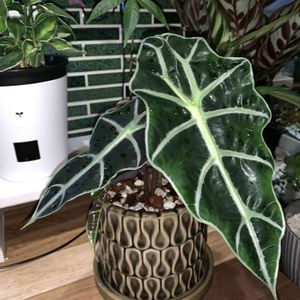 アロカシア・アマゾニカ・ポリー,観葉植物,植え替え,サトイモ 科,アロカシア属の画像