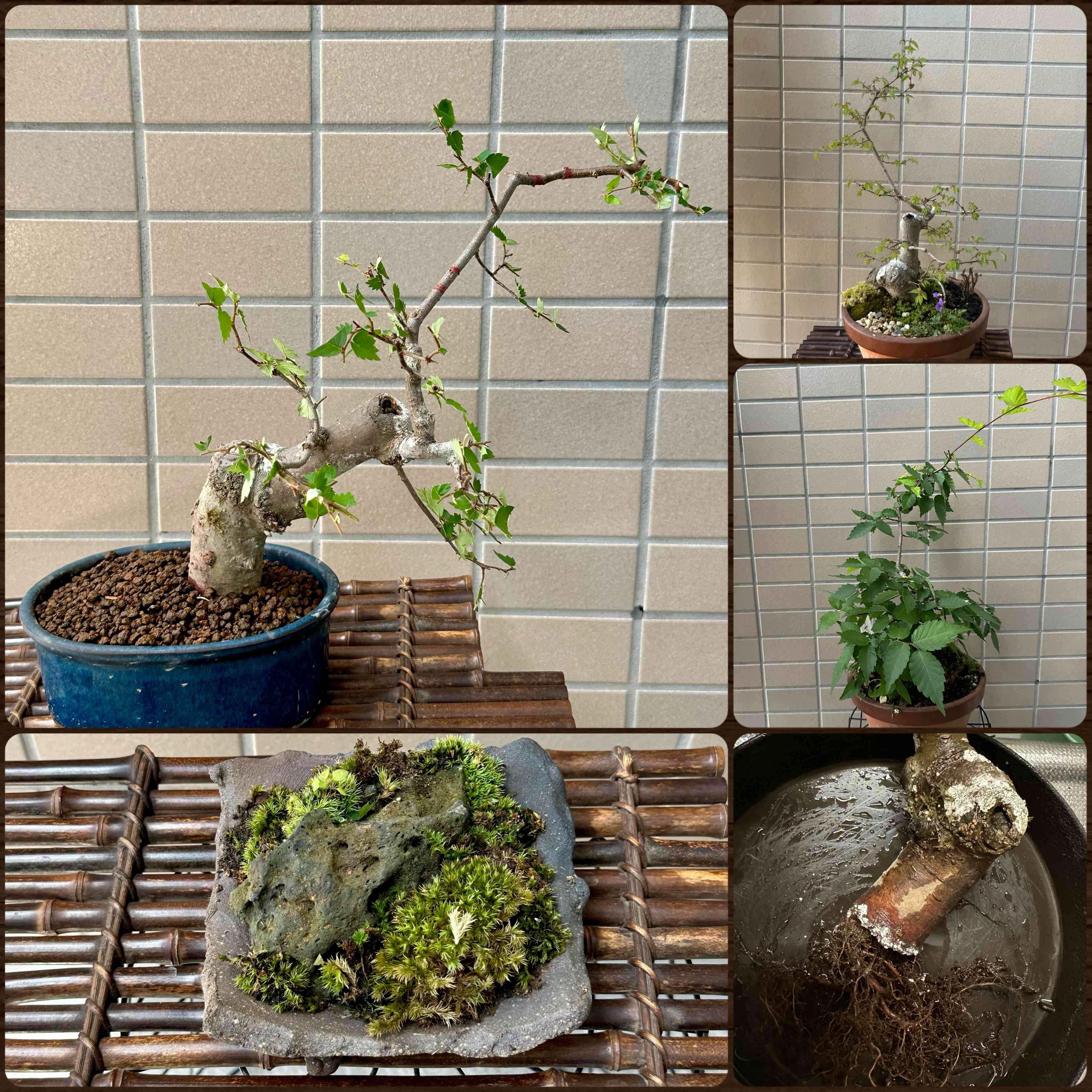 ケヤキの投稿画像 by chimaさん｜盆栽と植え替えとメネデールと