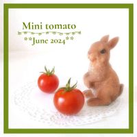ミニトマト,ラディッシュ,プランター栽培,家庭菜園の画像