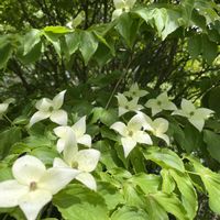 ヤマボウシ,花木,お出かけ先の画像