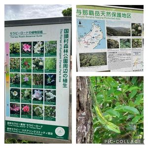 イジュ,おでかけ先,沖縄県,沖縄の植物,亜熱帯・熱帯植物の画像