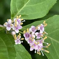 ムラサキシキブ,庭木,山野草,花木,樹木の画像