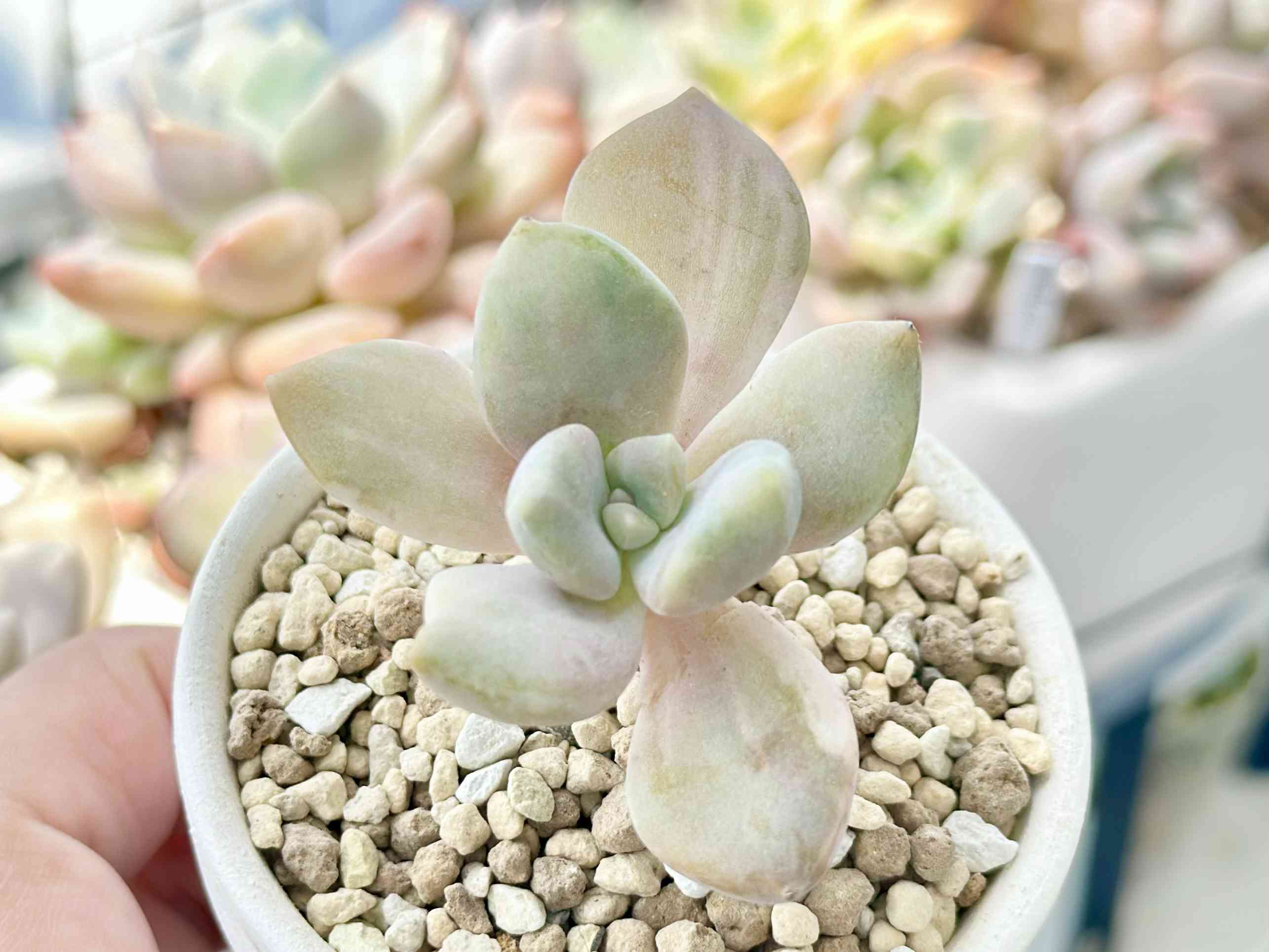 多肉植物 3頭❁︎デビー覆輪錦 抜き苗