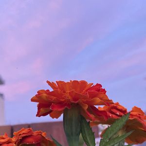 マリーゴールド,レンガ,空と花,ビタミンカラーのお花,庭の画像