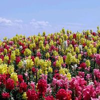 キンギョソウ,キンギョソウ,メタセコイア,あわじ花さじき,お出かけ先の画像