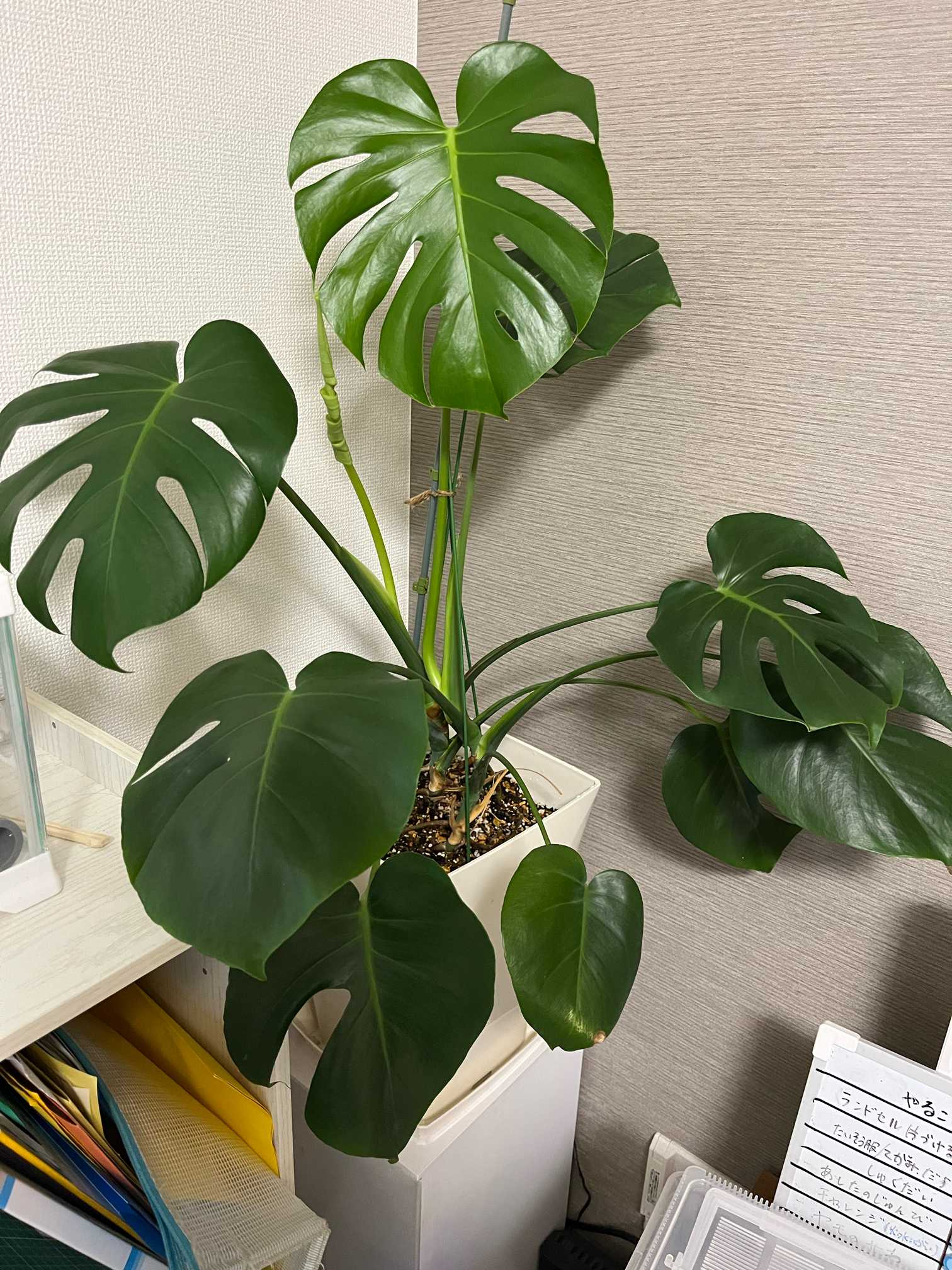 2022.8モンステラ 実生（都度更新中）｜🍀GreenSnap（グリーンスナップ）