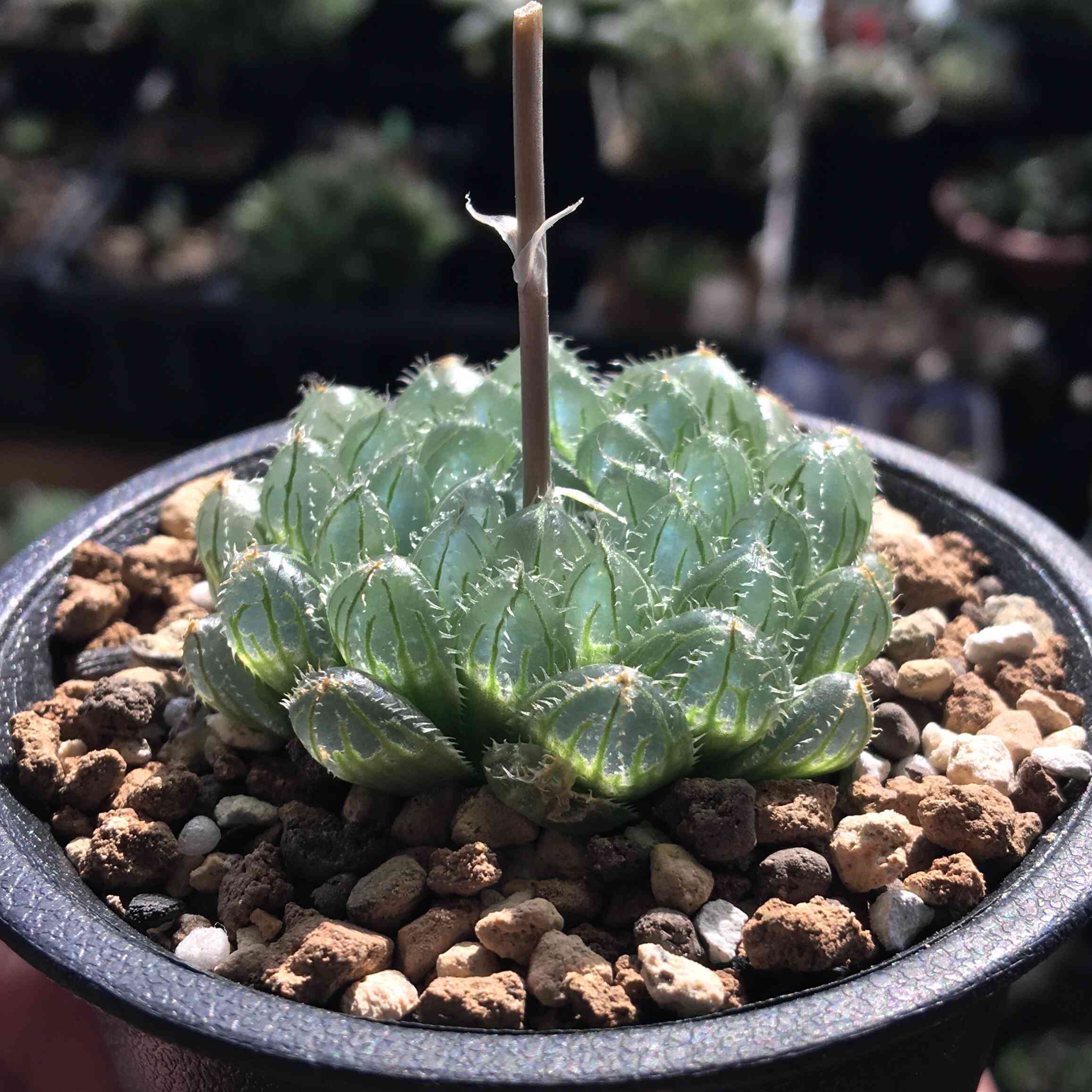 ハオルチア 'Sway'の一覧｜🍀GreenSnap（グリーンスナップ）