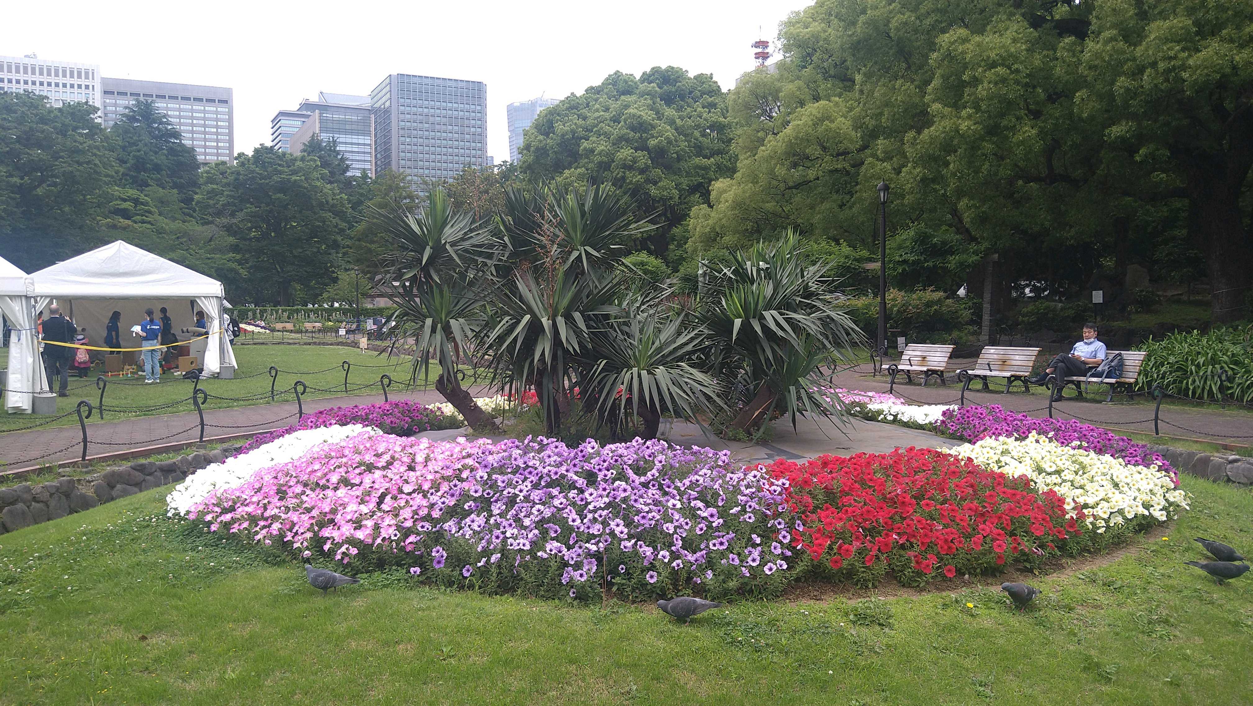 日比谷公園の赤い花 日比谷公園 緑と赤のエネルギー 】｜オリーブ♪＠横浜
