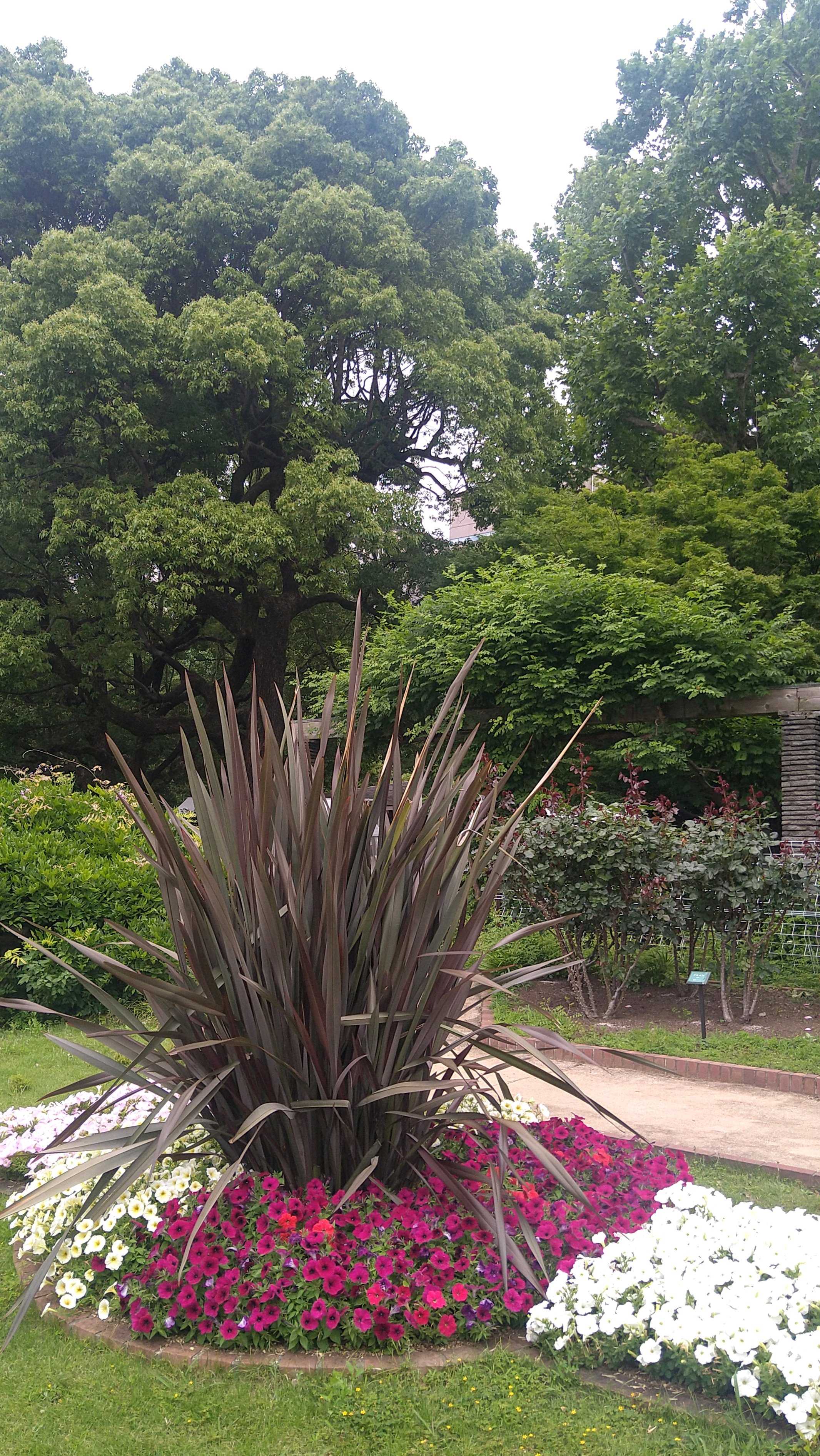 2024/6/9 日比谷公園｜🍀GreenSnap（グリーンスナップ）