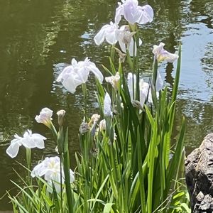 ハナショウブ,ショウブ,白い花,水辺の風景,なばなの里の画像