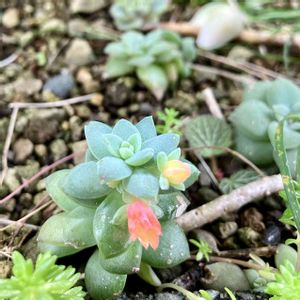 多肉植物,地植え,エケベリア属,花芽,お花の画像