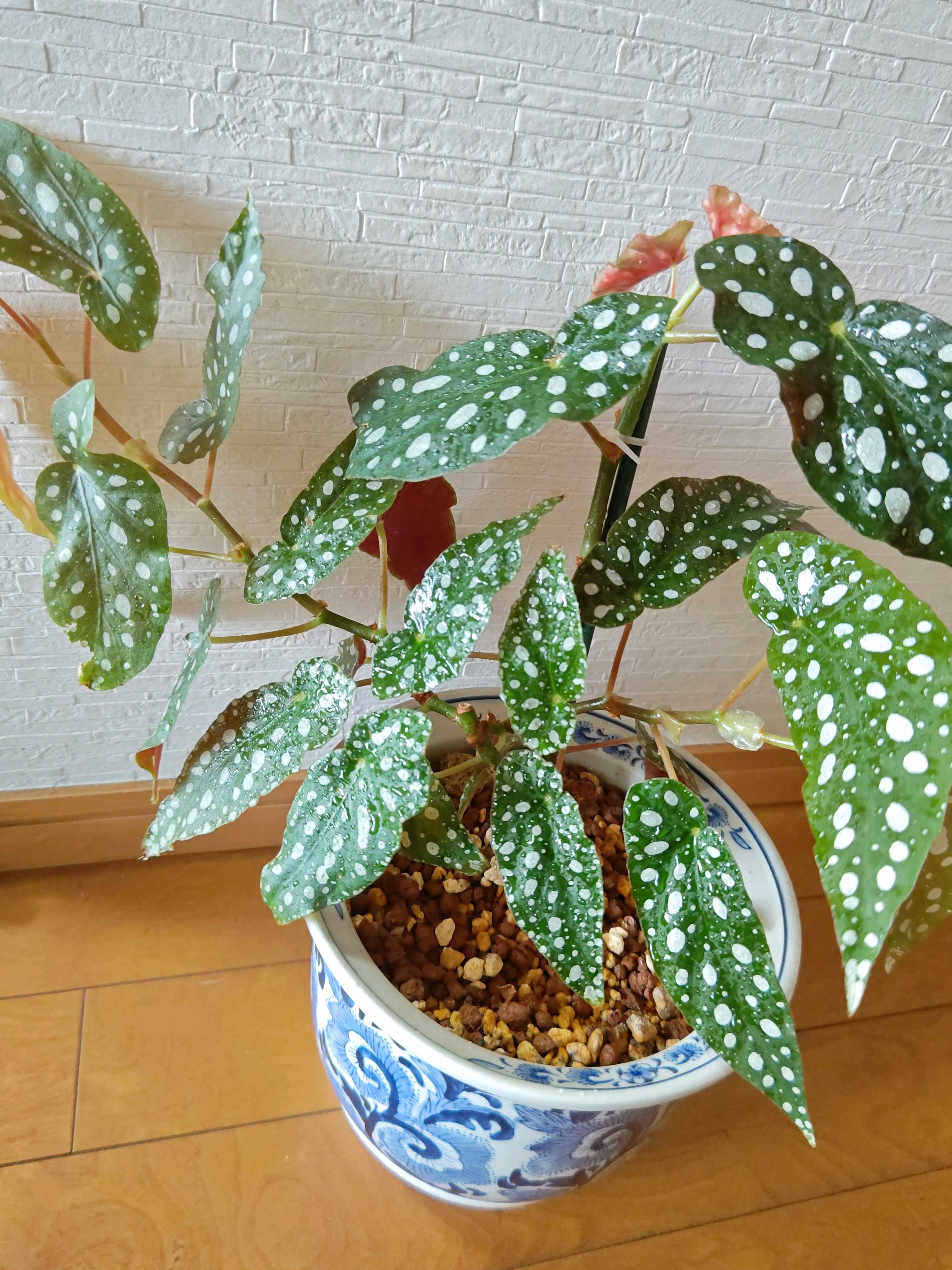 No.62 ベゴニアマクラータの挿し芽🌱｜🍀GreenSnap（グリーン