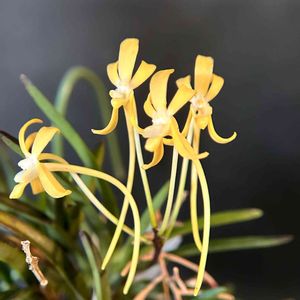 富貴蘭,フウラン,伝統園芸,伝統園芸植物,珍奇植物の画像