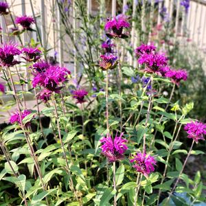 モナルダ,庭の花 切花向き,植栽,風に揺れる花,小さな庭の画像