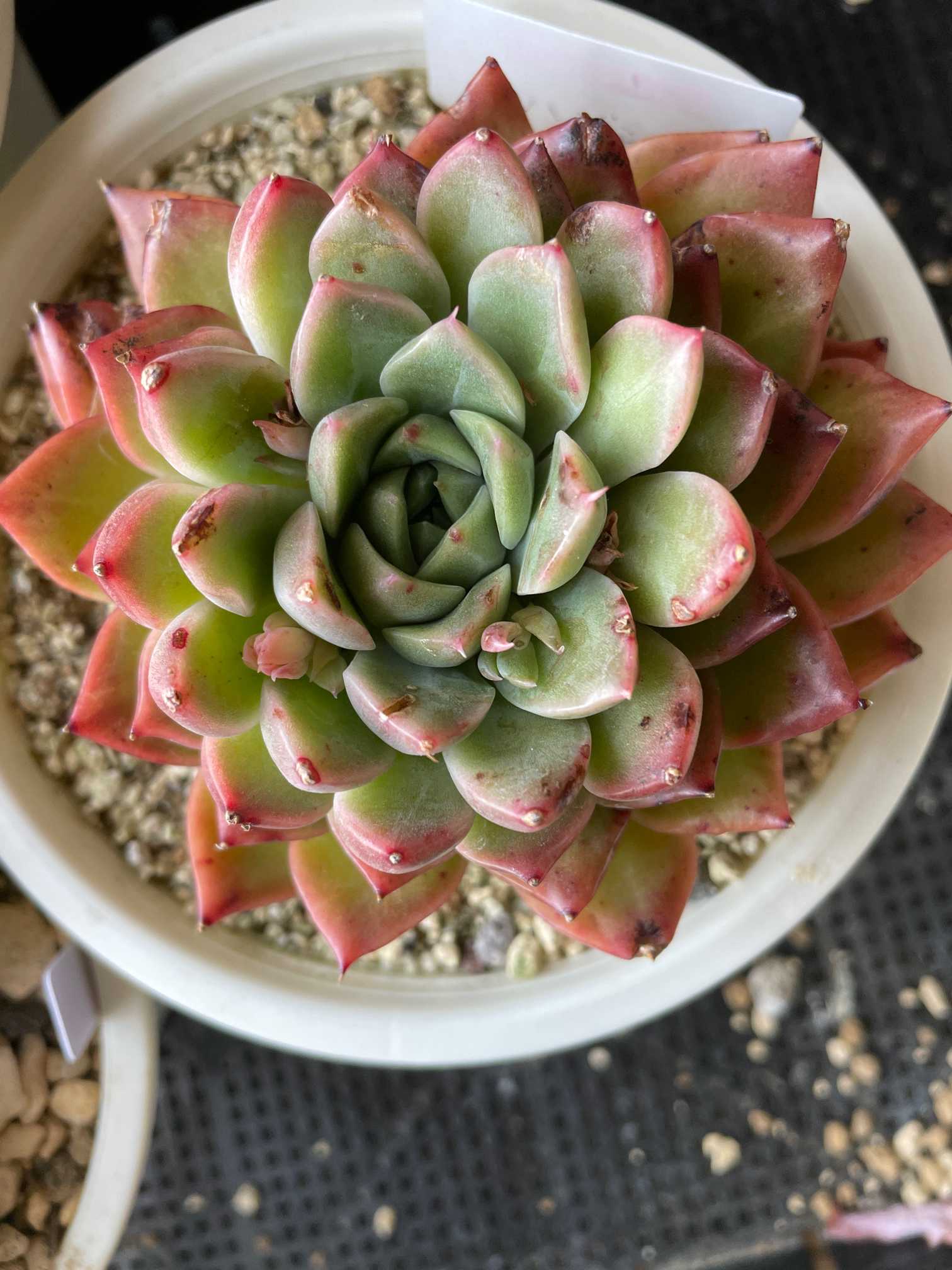 Prizum 特大 (韓国苗) 多肉植物 観葉植物 韓国苗 セダム 虹の玉 5カット カット苗 多肉植物