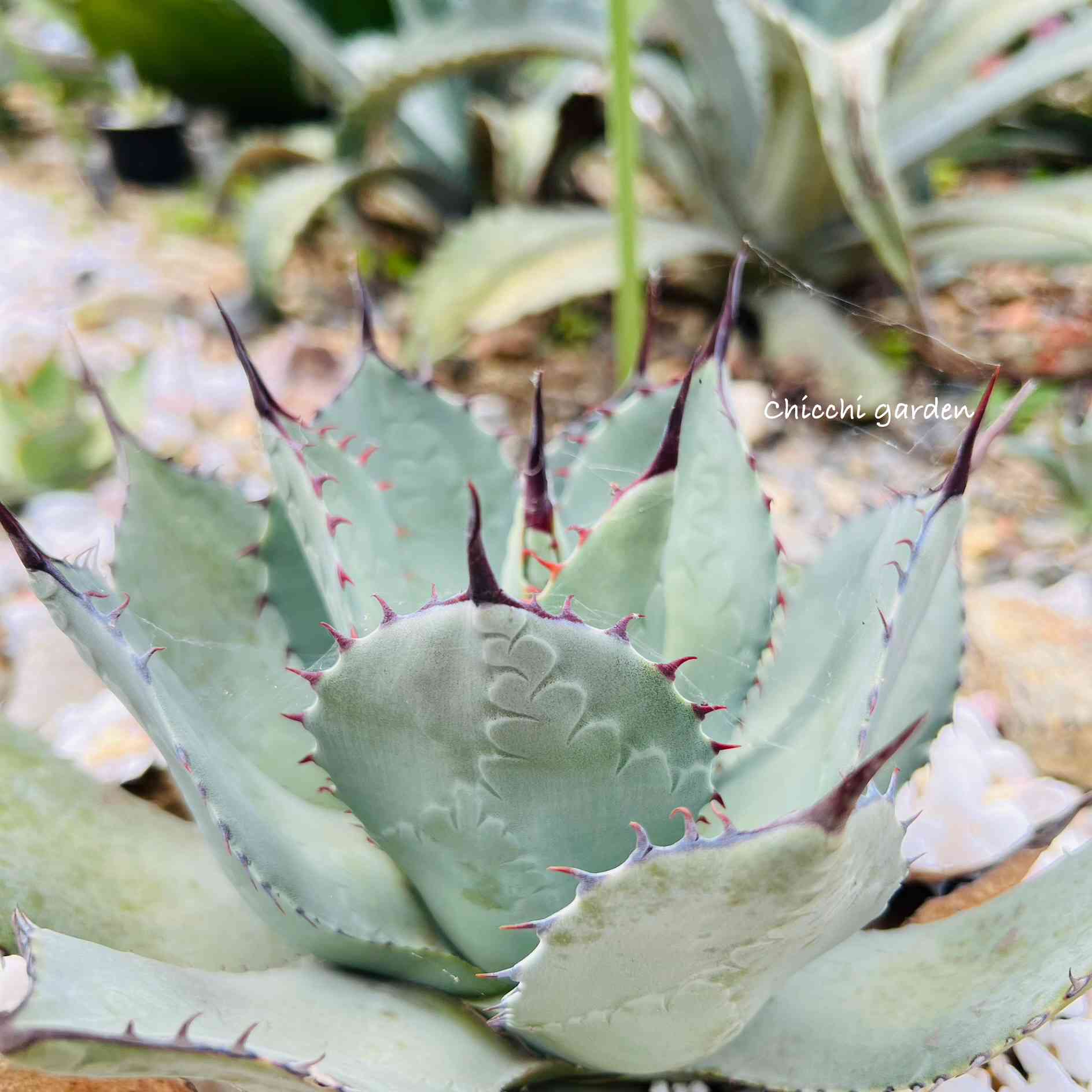 アガベパリー吉祥天ホーチエンス♪ 【公式通販】