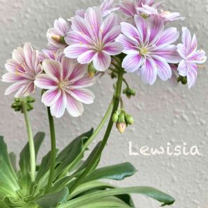 レウィシア,可愛い,もりもり,癒し,花のある暮らしの画像