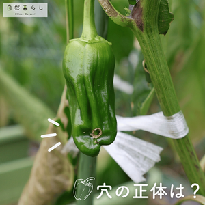 ピーマン,植物のある暮らし,肥料,プランター栽培,ベランダ菜園の画像