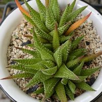 マッコス,十二の巻,ヘラクレス,硬葉系ハオルチア,フユビジンの画像