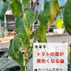 トマト,ミニトマト,プランター野菜,夏野菜,ベランダ野菜の画像