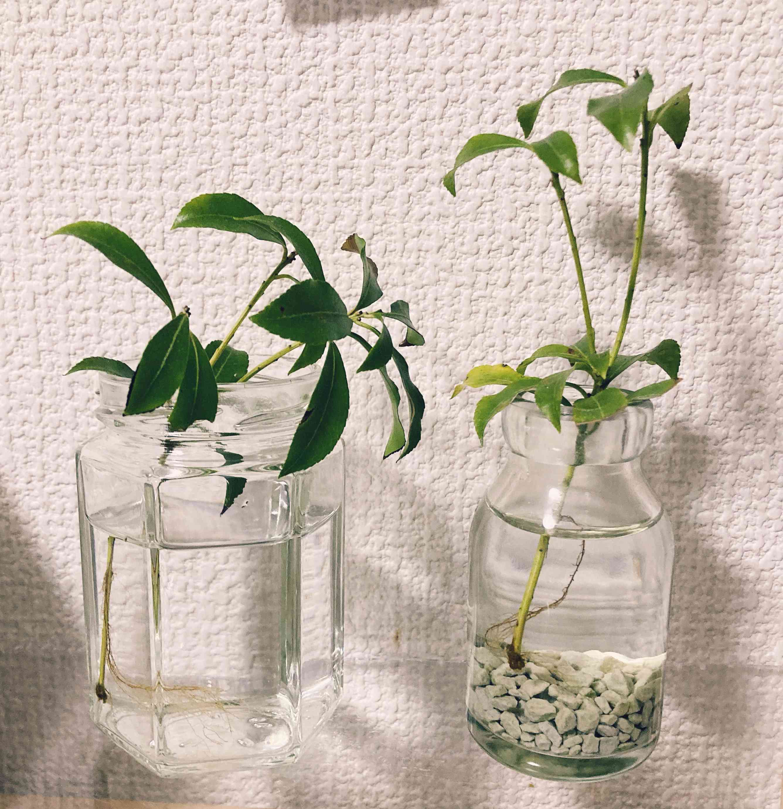 水耕栽培 の投稿画像一覧｜🍀GreenSnap（グリーンスナップ）