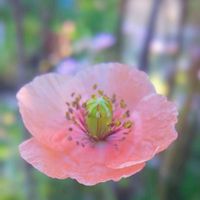 ヒナゲシ,ヒナゲシ,ポピー,お庭,山野草の画像