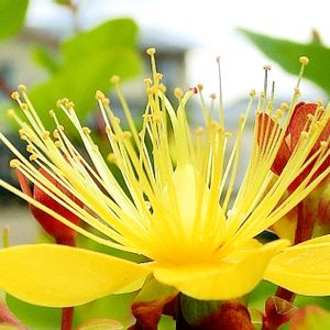 ヒペリカム,山野草,花のある暮らし,風水,山野草大好き協会の画像