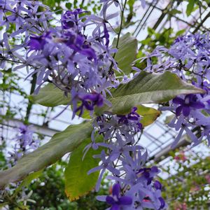 サンドペーパーバイン,温室,パープル,東山植物園,青い花マニアの画像