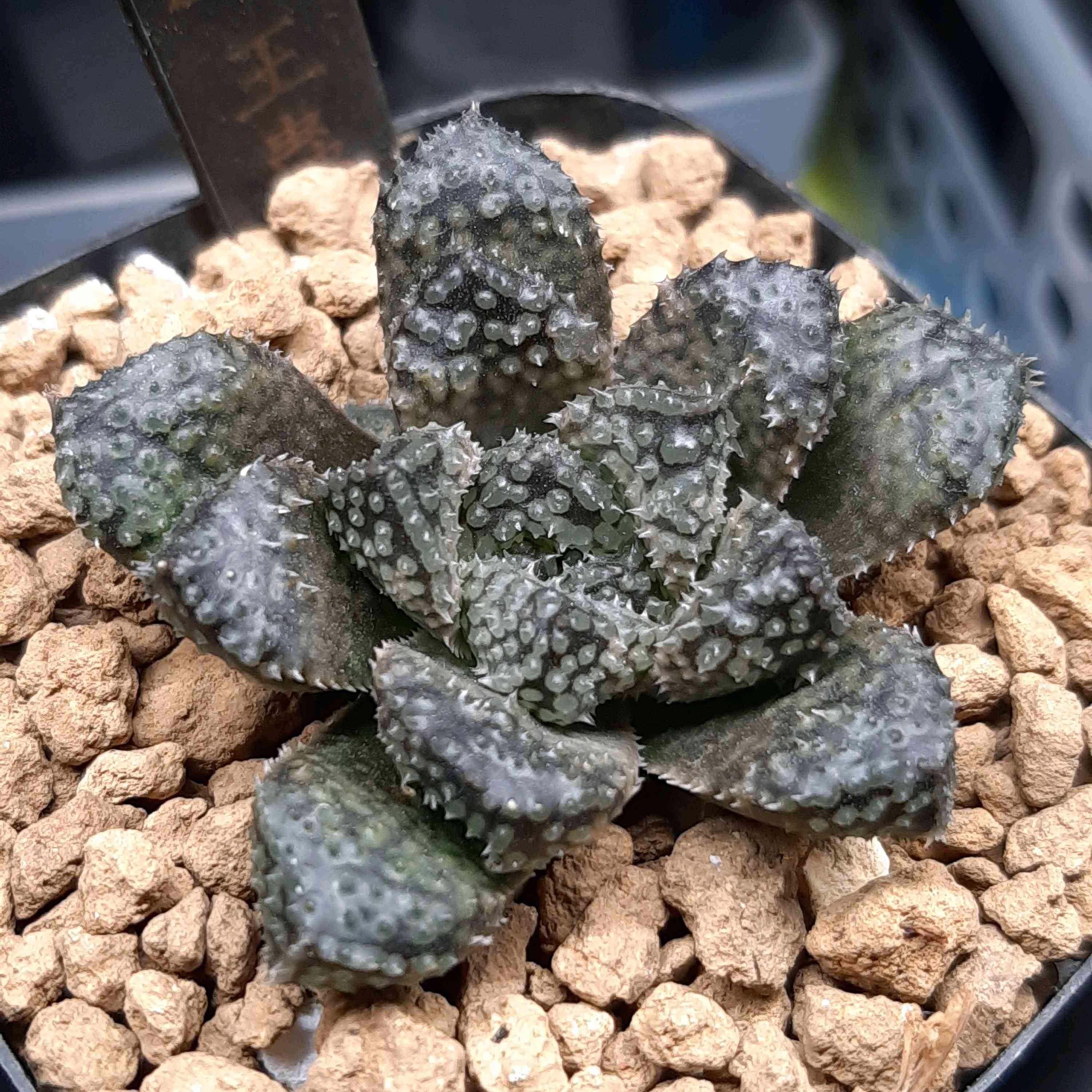 ハオルチア 王蟲の一覧｜🍀GreenSnap（グリーンスナップ）