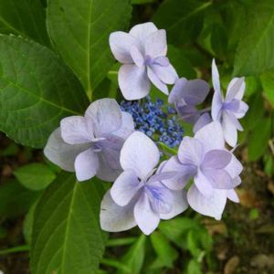 アジサイ,紫陽花,日本庭園,お出掛け先,名古屋市の画像