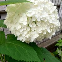アガパンサス,アナベル,サンパラソル クリムゾン,夏の花,アジサイ　紫陽花の画像