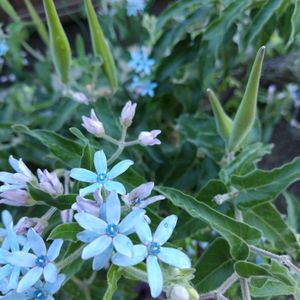 ブルースター,オキシペタラム ブルースター,地植え,軒下の画像