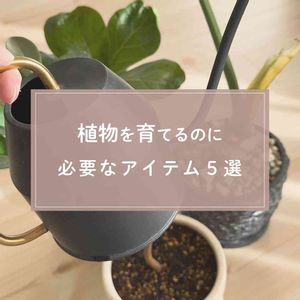 観葉植物,ガーデニング,緑のある暮らし,葉水,植物のある暮らしの画像