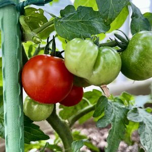 ミニトマト,ミニトマトの花,ミニトマト キャロルツリー,プランター野菜,サカタのタネの画像