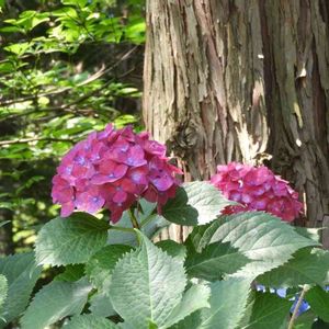 アジサイ,紫陽花,日本庭園,お出掛け先,名古屋市の画像