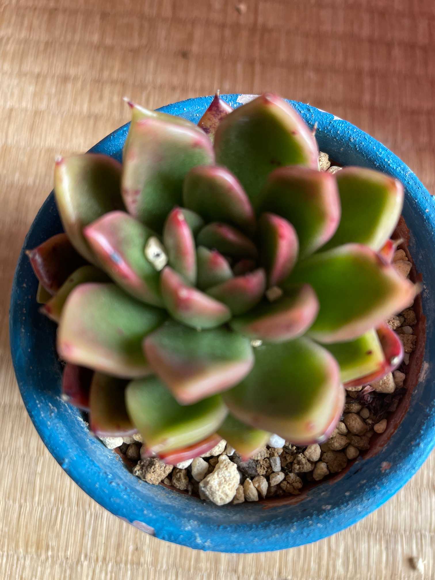 み*か様 W745×32苗 キャビア 土付き エケベリア 多肉植物 韓国苗