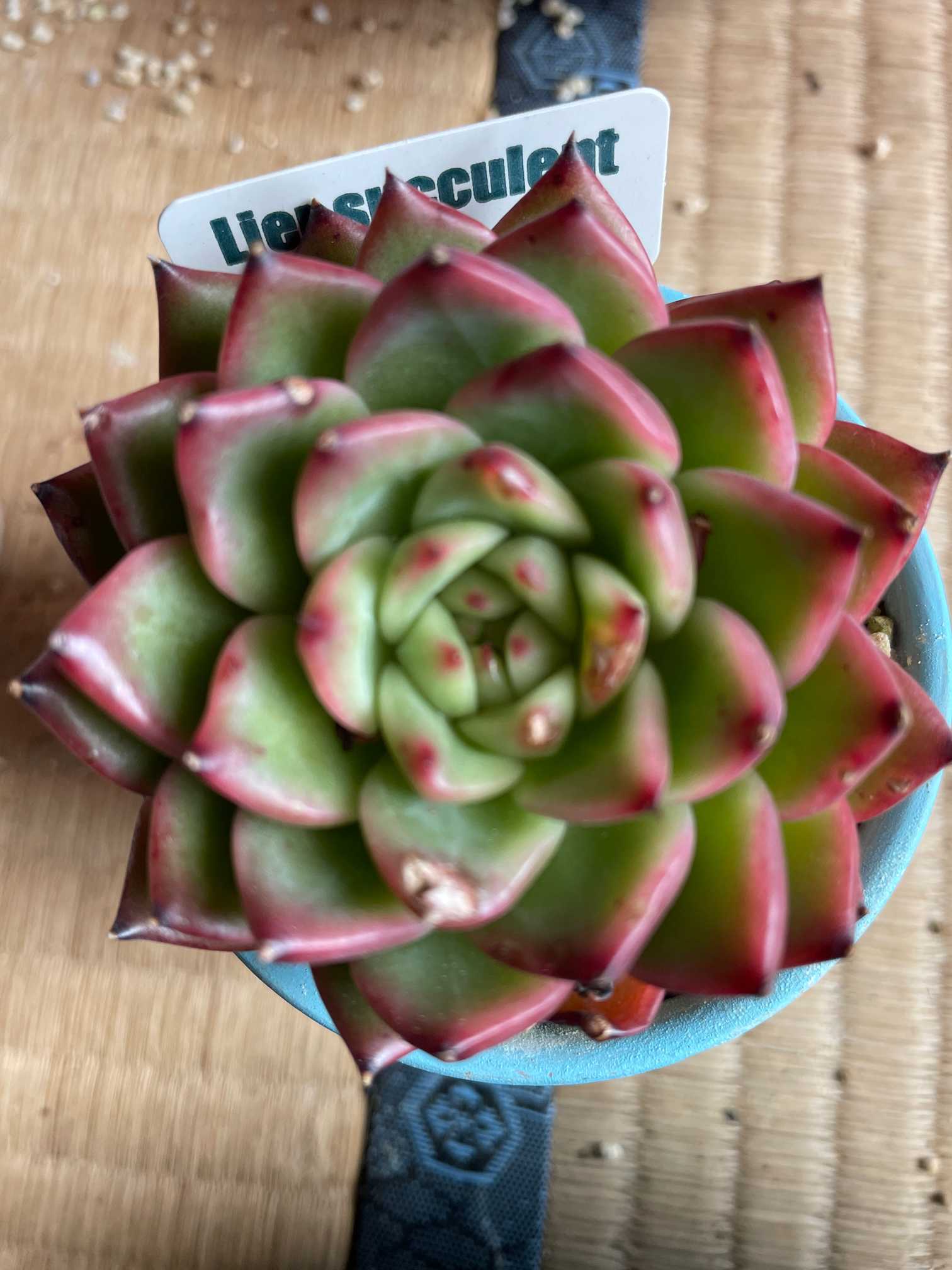 我が家のエケベリア アガボイデス系 韓国苗｜🍀GreenSnap