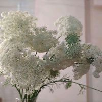 ニンジン,ニンジンの花,ニンジンの花,植物のある暮らし,botanical lifeの画像