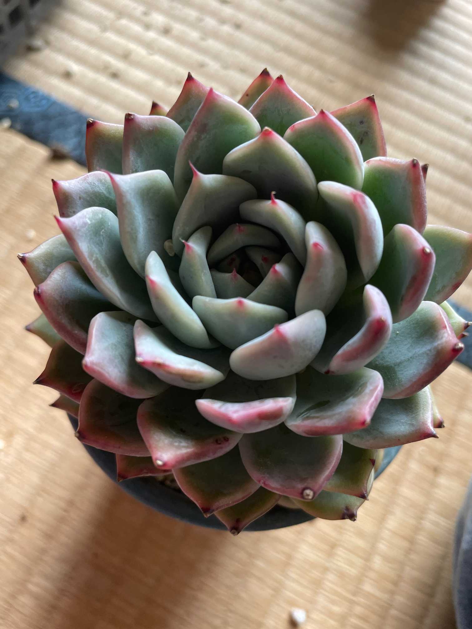 【サービス品@1000〜】シアーンシュウイ(コロラータ交配) サービス品@1000〜】シアーンシュウイ(コロラータ交配)