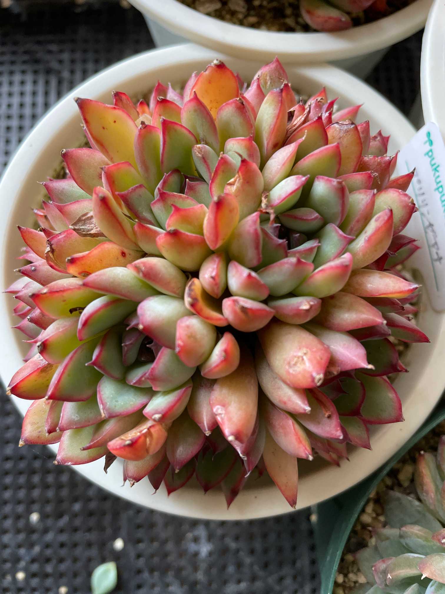 【サービス品@1000〜】シアーンシュウイ(コロラータ交配) サービス品@1000〜】シアーンシュウイ(コロラータ交配)