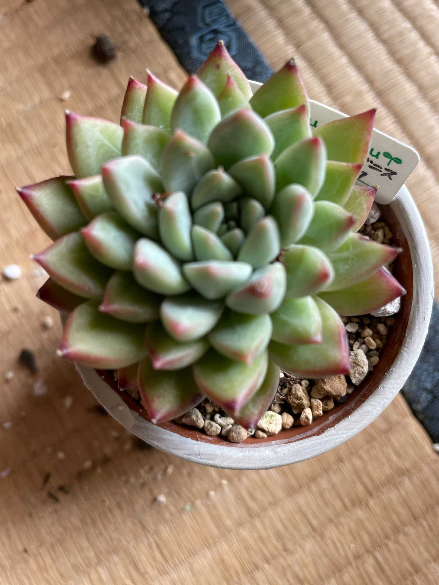 我が家のエケベリア コロラータ系｜🍀GreenSnap（グリーンスナップ）