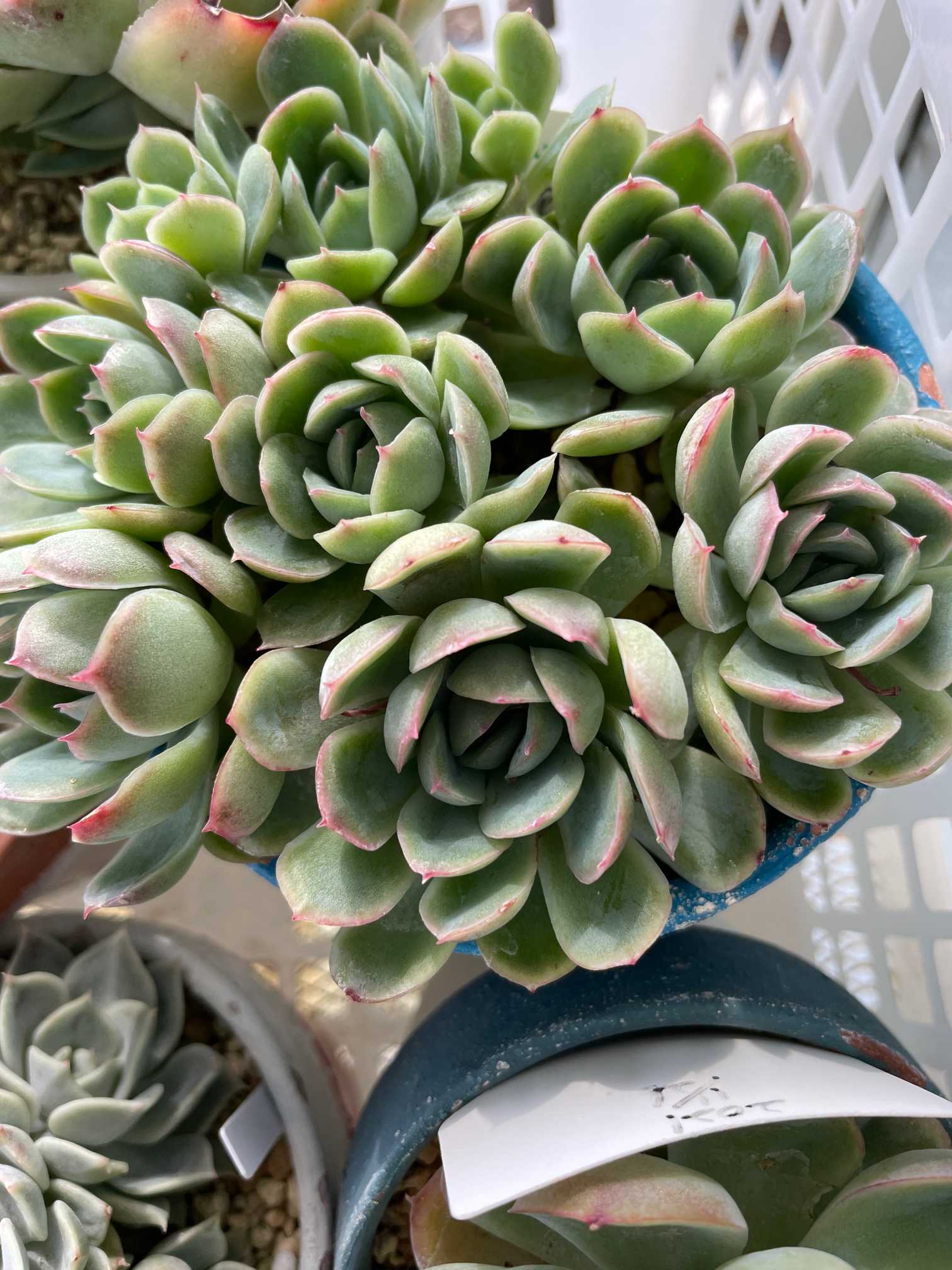 我が家のエケベリア エレガンス系｜🍀GreenSnap（グリーンスナップ）