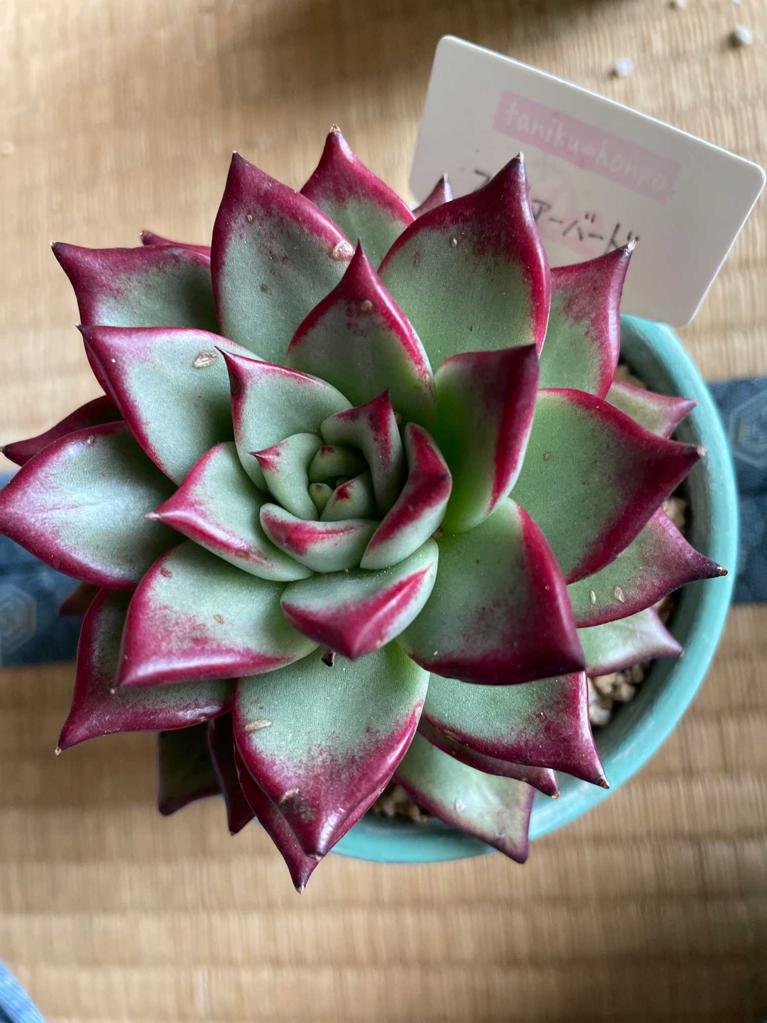 韓国多肉植物 韓国苗 エケベリア Echeveria 45- 48Green Apple 